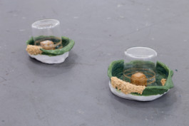 Gülşah Mursaloğlu